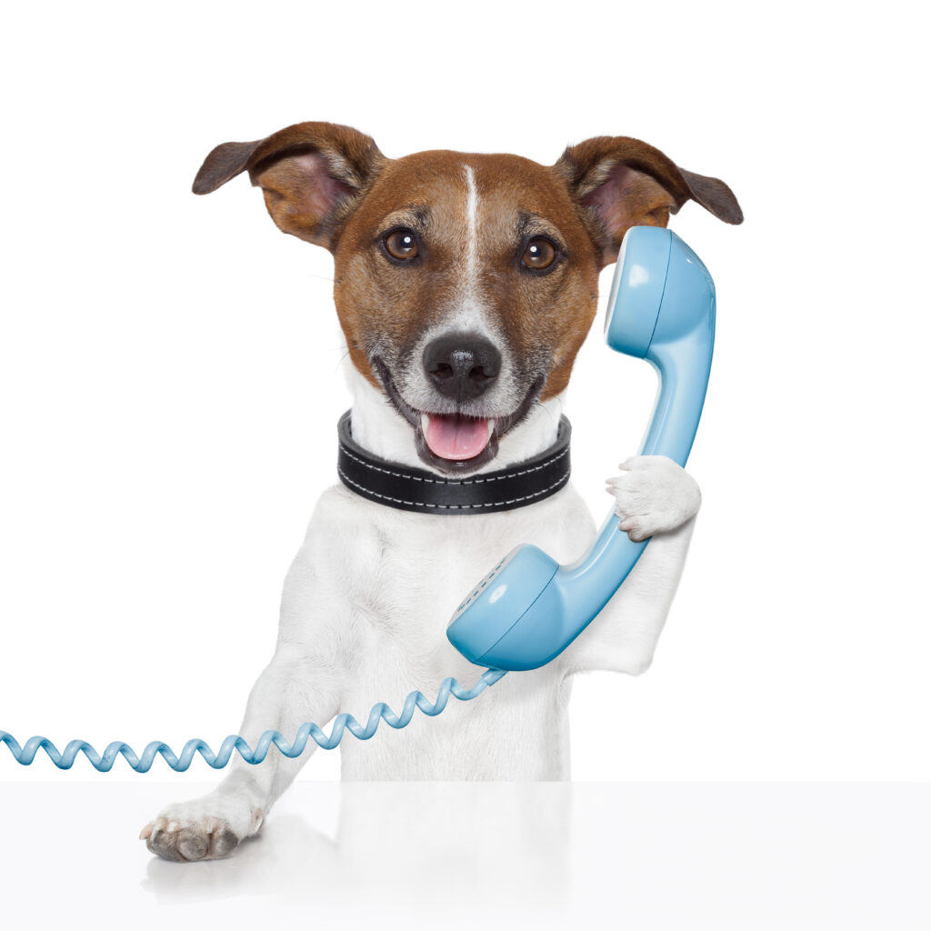 Hund telefoniert